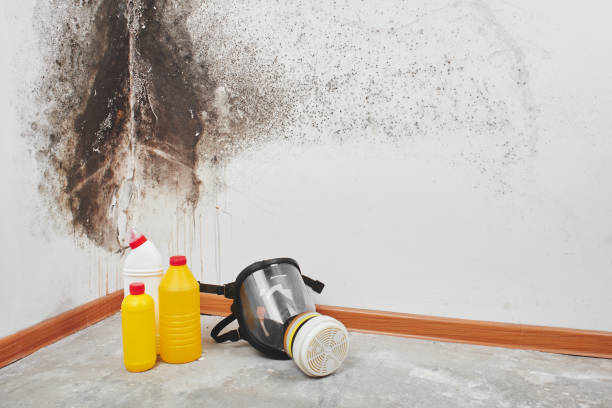 Best Post-Flood Mold Remediation in Sleepy Hollow, WY