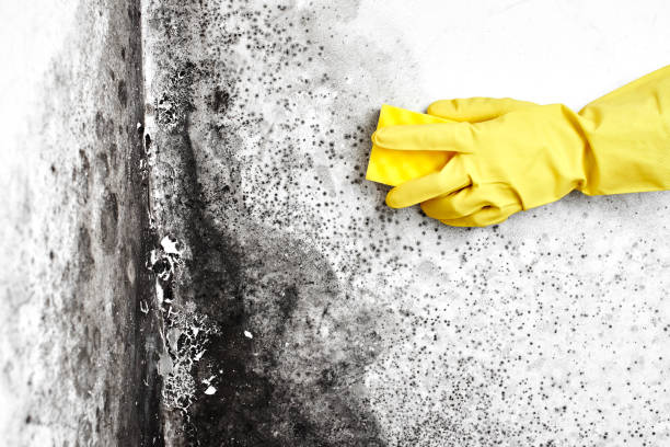 Best Insurance-Related Mold Remediation in Sleepy Hollow, WY