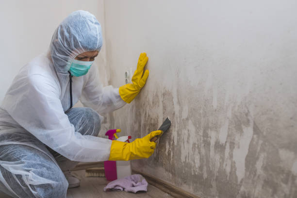 Best Attic Mold Remediation in Sleepy Hollow, WY