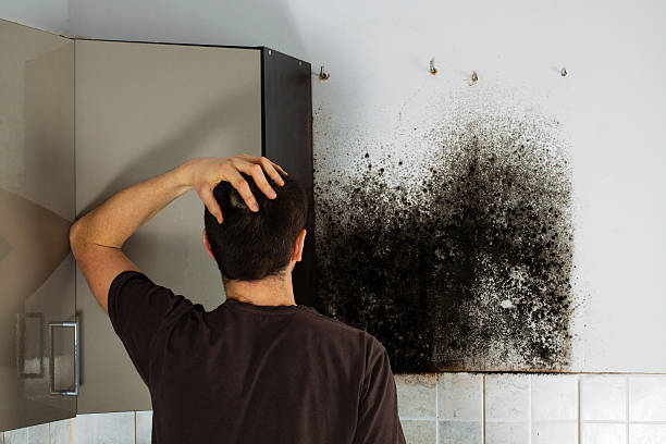 Best Industrial Mold Remediation in Sleepy Hollow, WY