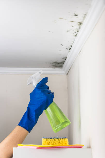 Best Localized Mold Remediation (e.g., coastal areas, humid climates) in Sleepy Hollow, WY