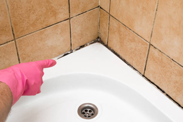 Best Basement Mold Remediation in Sleepy Hollow, WY