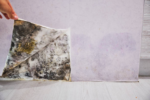 Best Mold Remediation for Specific Building Types in Sleepy Hollow, WY